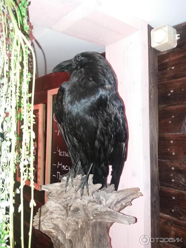 Чучело ворона кафе охотничий рай Ижевск