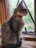 Ошейник от блох и клещей Экопром Инсектал Плюс фото