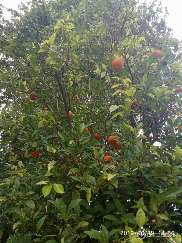 Отдых в поселке Текирова (Турция) фото