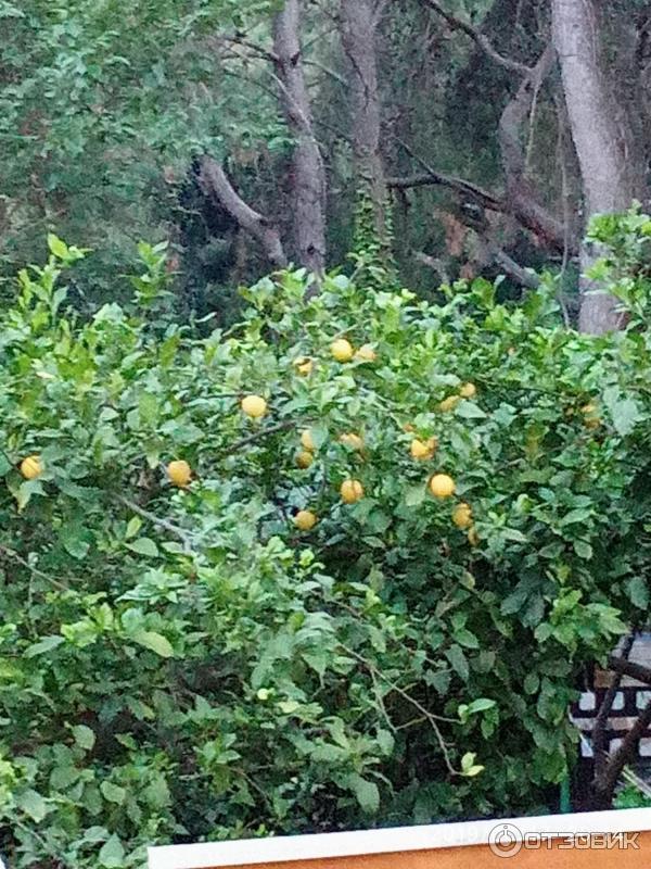 Отдых в поселке Текирова (Турция) фото