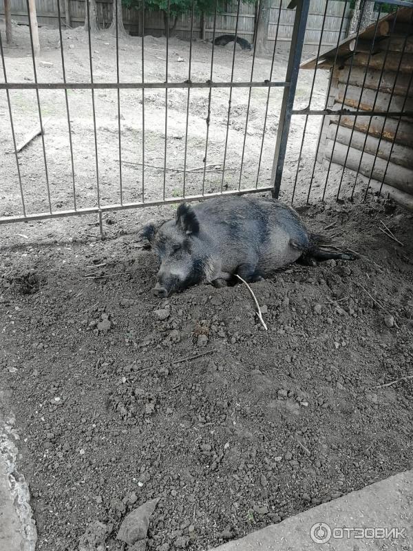 Экопарк зооград. Пушгоры зоопарк. Пушкинский зооград режим работы. Зооград пушкинские горы. Пушкинский зооград режим работы.