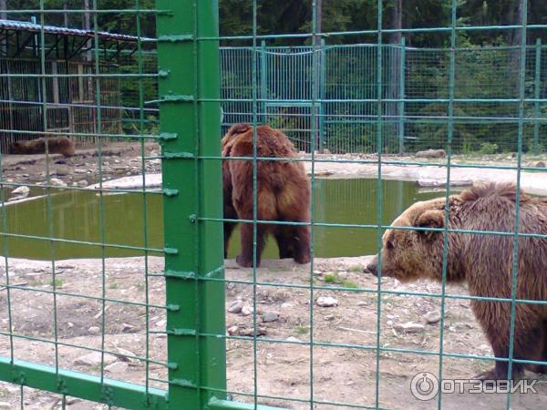 Экскурсия в реабилитационный центр бурых медведей (Украина, Закарпатская область) фото