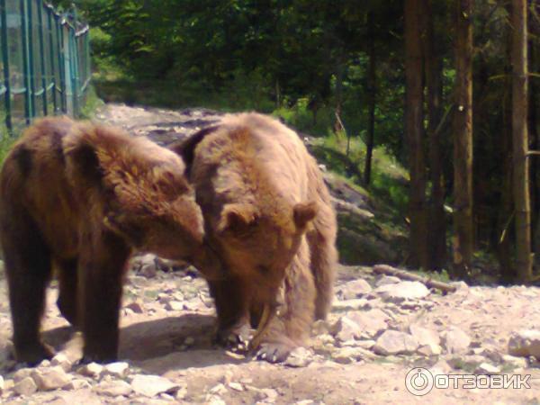 Экскурсия в реабилитационный центр бурых медведей (Украина, Закарпатская область) фото