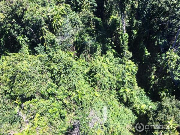 Канатная дорога Skyrail Rainforest Cableway (Австралия, Кернс) фото