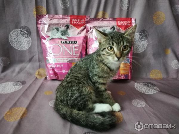 Корм для котят Purina One фото