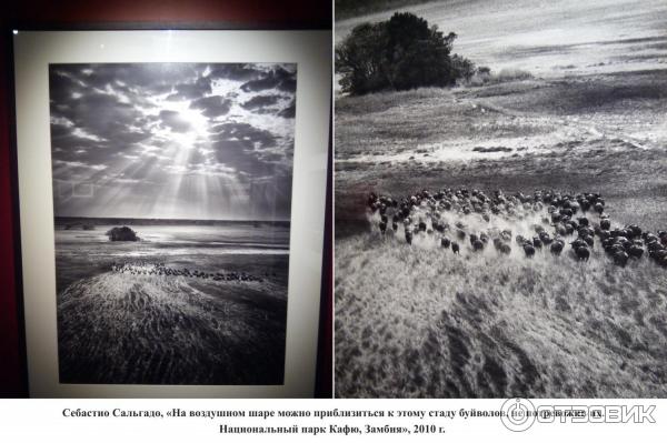 Фотовыставка - Генезис - Себастио Сальгадо - в галерее Эрарта (Россия, Санкт-Петербург) - Себастио Сальгадо, На воздушном шаре можно приблизиться к этому стаду буйволов, не потревожив их. Национальный парк Кафю, Замбия, 2010 г.