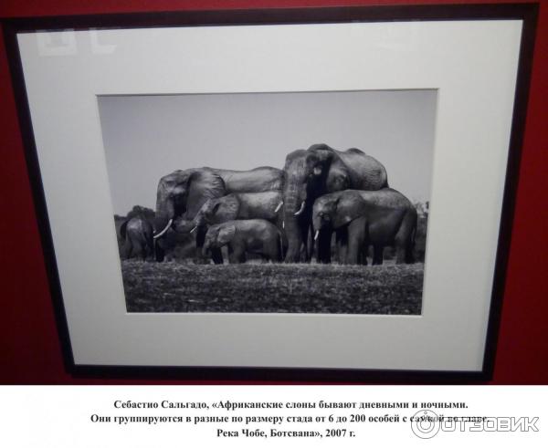 Фотовыставка - Генезис - Себастио Сальгадо - в галерее Эрарта (Россия, Санкт-Петербург) - Себастио Сальгадо, Африканские слоны бывают дневными и ночными. Они группируются в разные по размеру стада от 6 до 200 особей с самкой во главе. Река Чобе, Ботсвана, 2007 г.