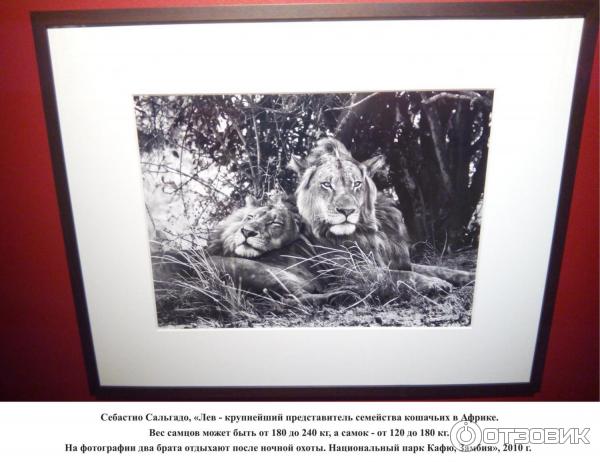 Фотовыставка - Генезис - Себастио Сальгадо - в галерее Эрарта (Россия, Санкт-Петербург) - Себастио Сальгадо, Лев - крупнейший представитель семейства кошачьих в Африке. Вес самцов может быть от 180 до 240 кг, а самок - от 120 до 180 кг. На фотографии два брата отдыхают после ночной охоты. Национальный парк Кафю, Замбия, 2010 г.