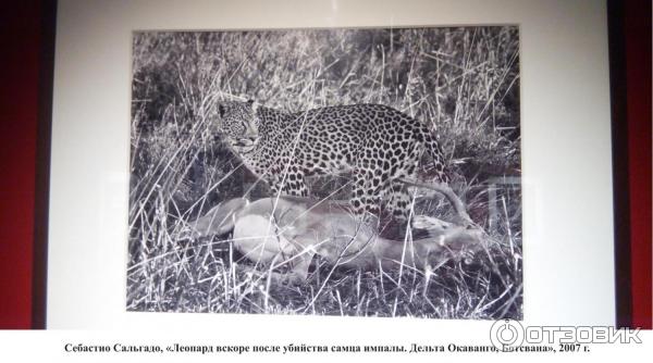 Фотовыставка - Генезис - Себастио Сальгадо - в галерее Эрарта (Россия, Санкт-Петербург) - Себастио Сальгадо, Леопард вскоре после убийства самца импалы. Дельта Окаванго, Ботсвана, 2007 г.