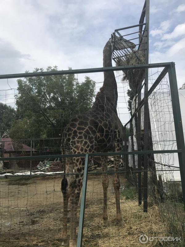 Сафари Парк Краснодар Цена
