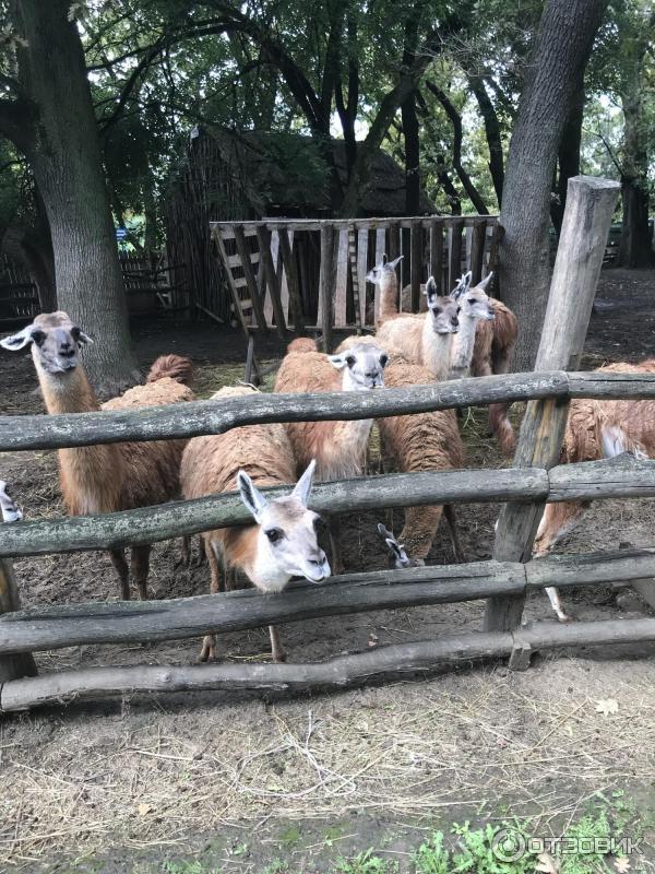 Сафари Парк Краснодар Цена