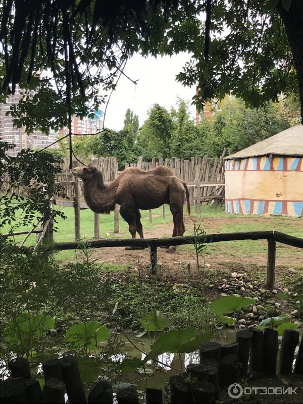 Сафари Парк Краснодар Цена