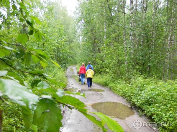 Автобусный тур SA8 В краю лесном, в краю озерном фото