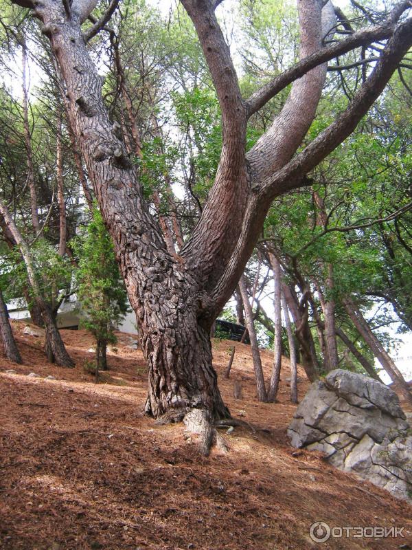 Отдых в Кацивели (Крым) фото