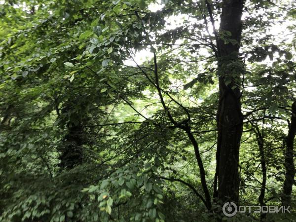 Рейнский водопад (Швейцария) фото