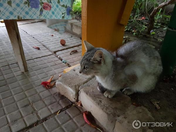 Кот равнодушен к сардельке