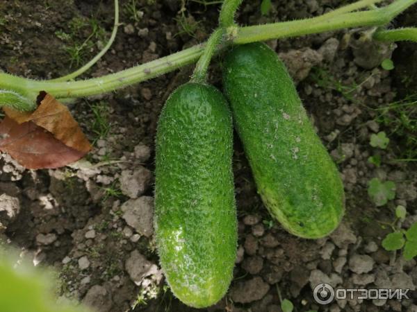 Огурцы Само Совершенство Отзывы Фото