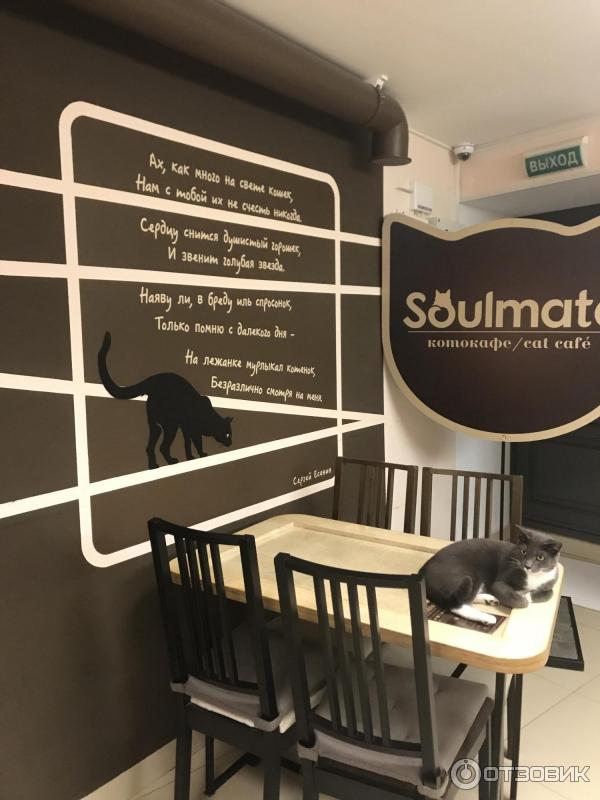 Котокафе мао советская ул 45а фото Отзыв о Котокафе Soulmate (Россия, Санкт-Петербург) Милое кафе для котолюбителей