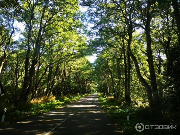 Отдых на Куршской косе (Россия, Калининградская область) фото