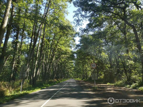 Отдых на Куршской косе (Россия, Калининградская область) фото