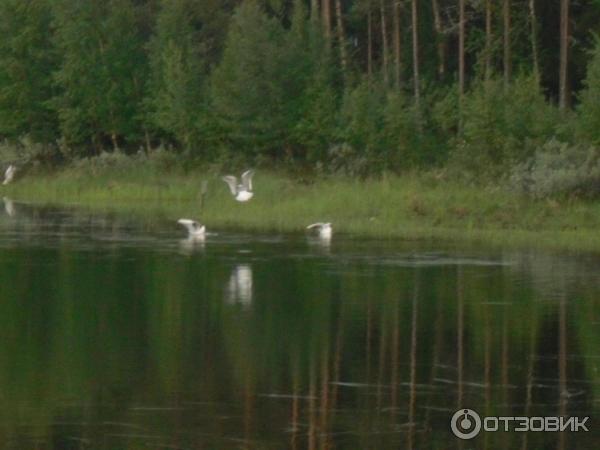 Аквапарк Rantasipi Tropiclandia (Финляндия, Вааса) фото