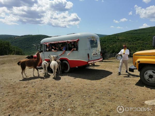 Парк антилоп крым фото Отзыв о Парк антилоп "Сафари Ранч" (Россия, Старый Крым) новый взгляд на зоопарк