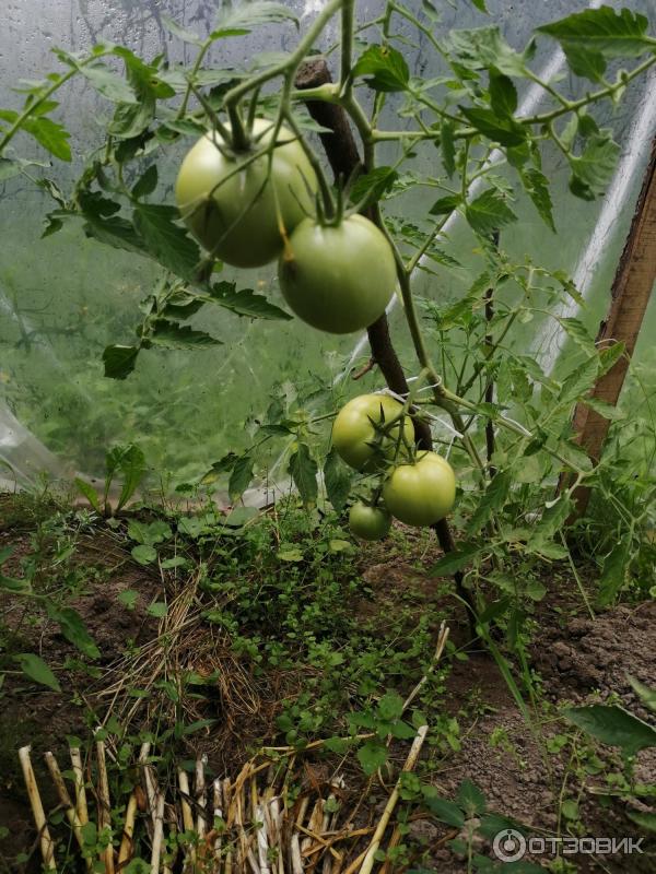 Урожайность томата семеновна. Помидоры белый налив. Томат белый налив. Сорт томатов белый налив. Сорт помидор белый налив 241.