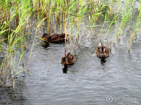 остров Кижи