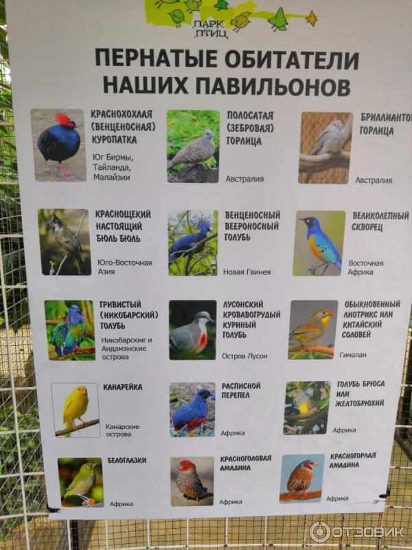 Парк птиц Воробьи (Россия, Калужская область) фото