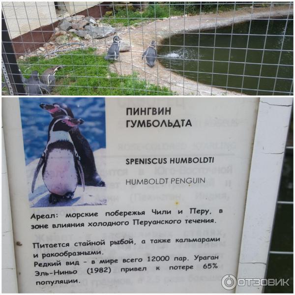 Парк птиц Воробьи (Россия, Калужская область) фото