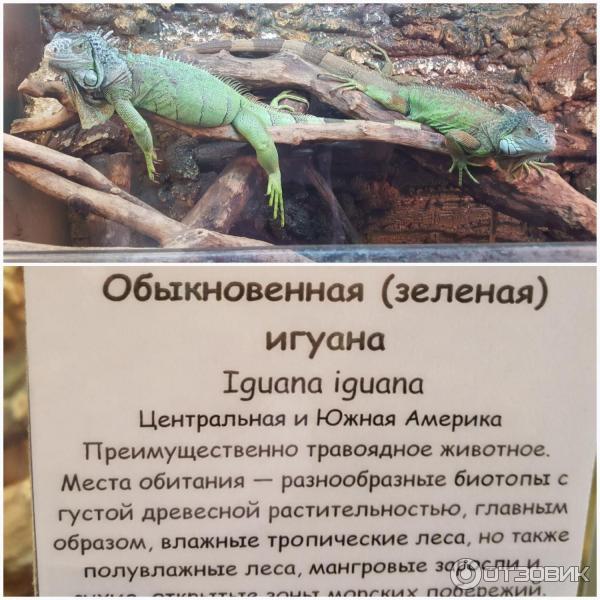 Парк птиц Воробьи (Россия, Калужская область) фото