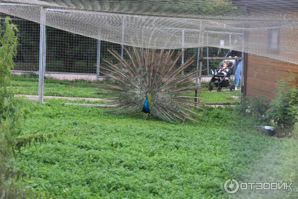 Парк птиц Воробьи (Россия, Калужская область) фото