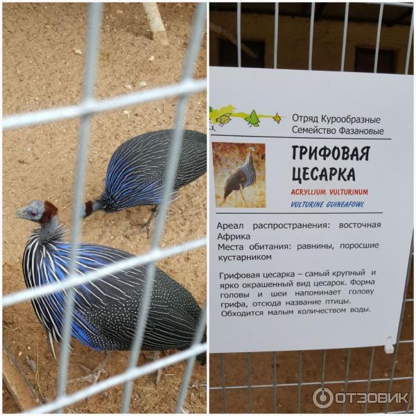 Парк птиц Воробьи (Россия, Калужская область) фото