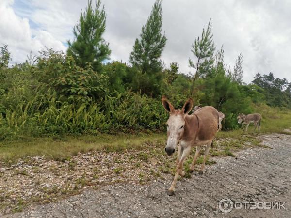 Национальный парк Гран-Пьедра (Куба) фото