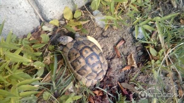 Отель Armas Bella Sun (Турция, Сиде) фото