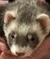 LuluDeRus