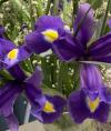 lilika70