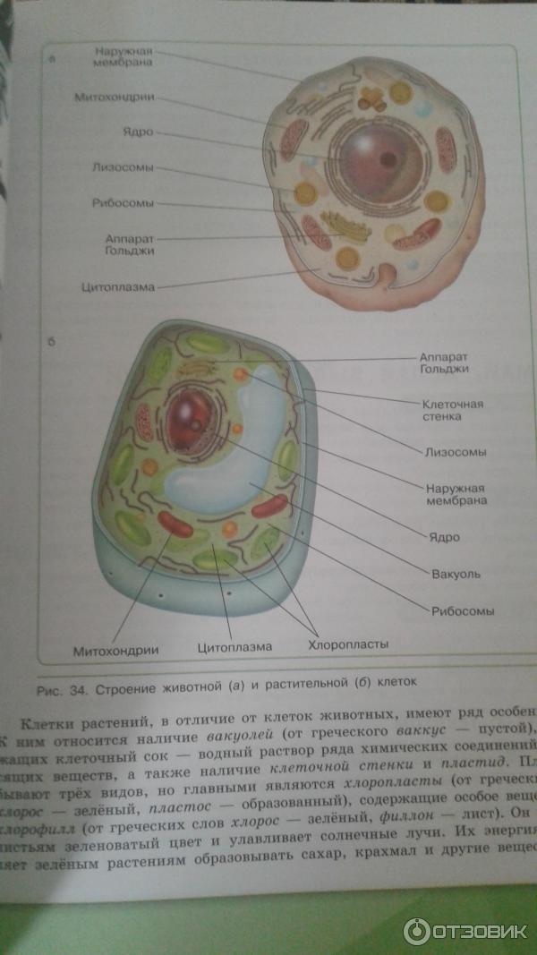 Биология. 5 класс. Учебник. Сивоглазов В. И., Плешаков А. А.