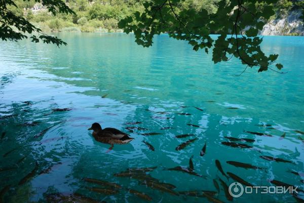 Национальный парк Плитвицкие озера (Хорватия, Лицко-Сеньская жупания) фото