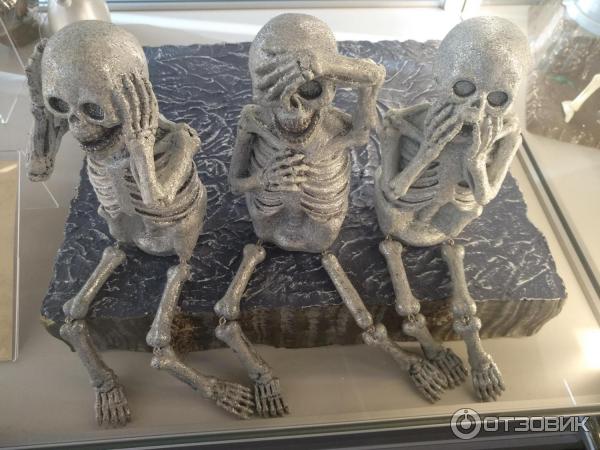 Музей Черепов И Скелетов Зеленоградск Фото