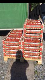 Сезонные работы в Финляндии фото