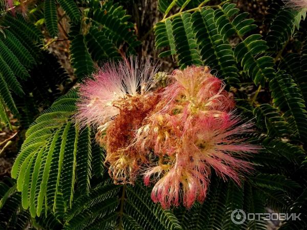 Отдых в Кацивели (Крым) фото