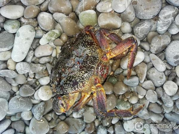 краб на пляже