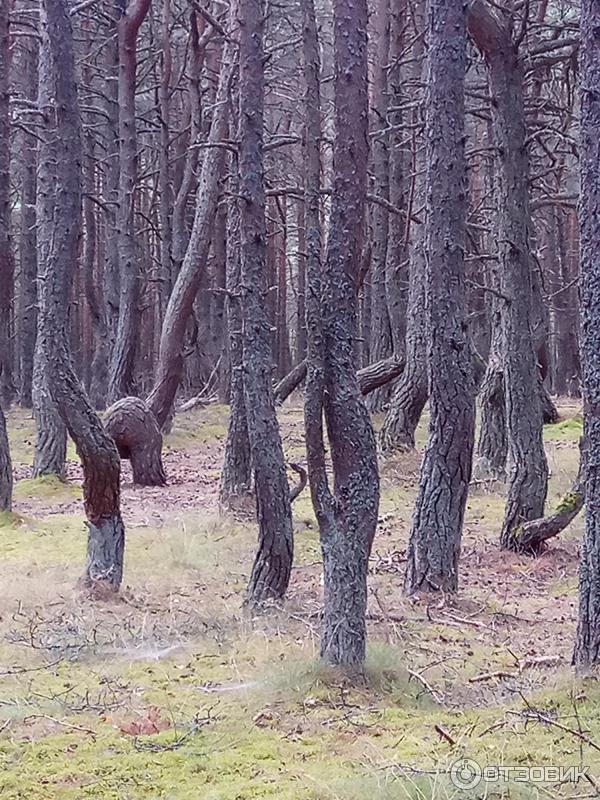 Автобусная экскурсия на Куршскую косу с турфирмой Юнона (Россия, Калининградская область) фото