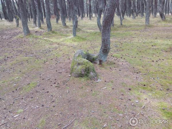 Автобусная экскурсия на Куршскую косу с турфирмой Юнона (Россия, Калининградская область) фото