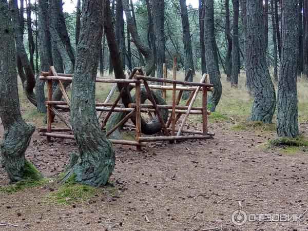 Автобусная экскурсия на Куршскую косу с турфирмой Юнона (Россия, Калининградская область) фото