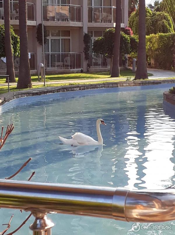 Отдых в поселке Текирова (Турция) фото