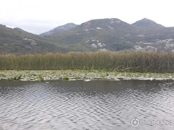 Скадарское озеро (Черногория) фото