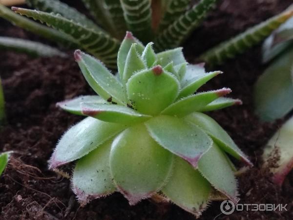 Питательный грунт для суккулентов (кактусов) Царица Цветов фото