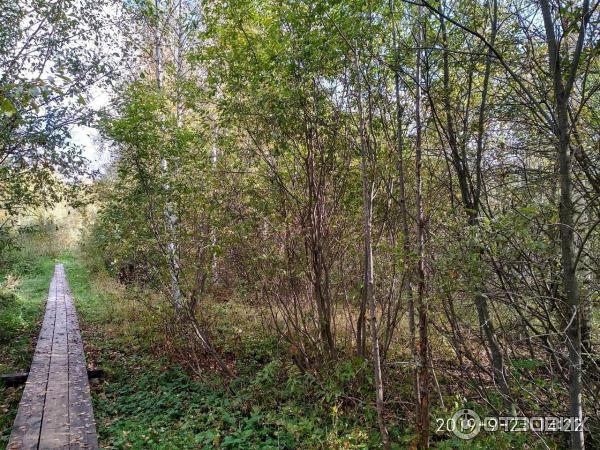 Озеро Светлояр (Россия, Нижегородская область) фото